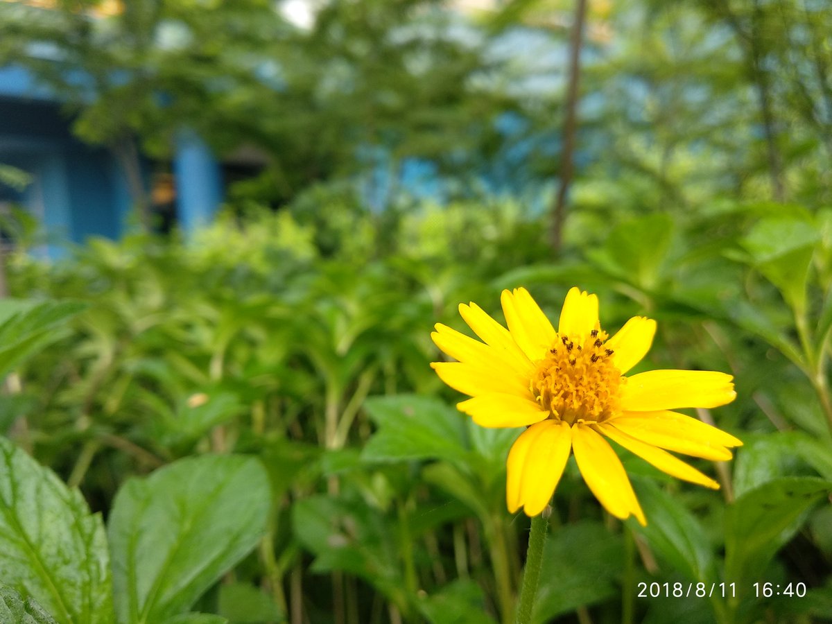 AR_sharmaa's tweet image. Captured a beautiful flower
What a feeling .......
#photographer 
#photography
#photooftheday 
 #Flowerphotography 
@Rajson_photo @AR_shrma 
@lokishrma @jollivirat