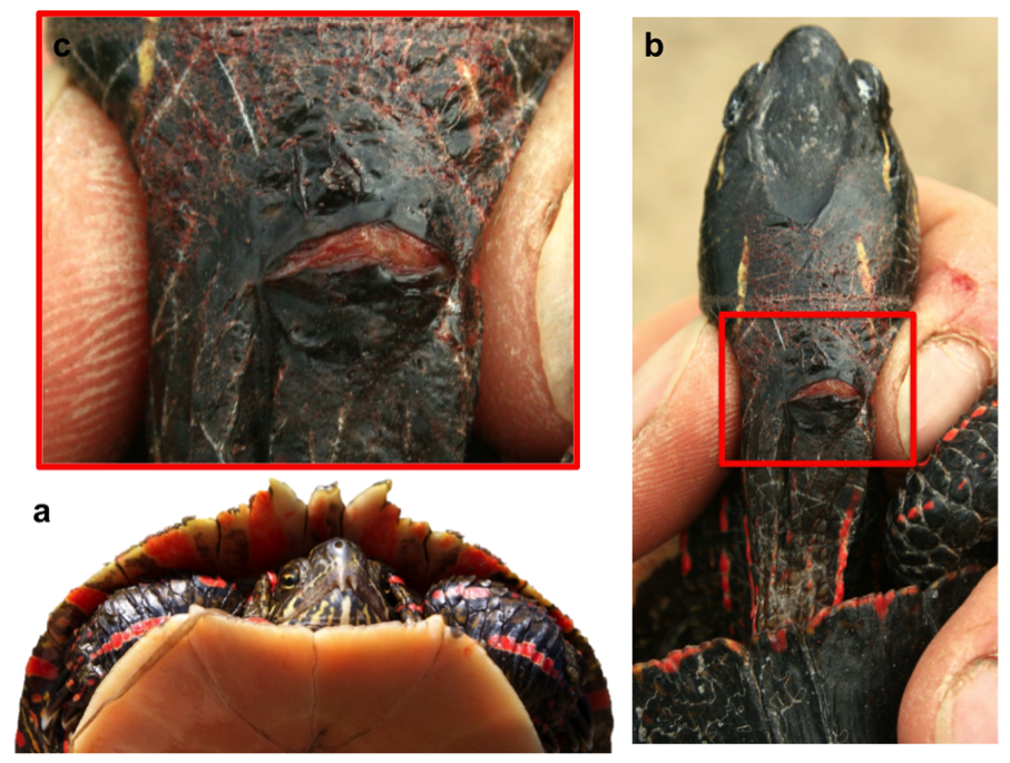 AlgonquinWRS's tweet photo. Titillation's been replaced? Courtship or coercion? Wrapping up edits: "Discovery and description of a novel sexual weapon in the worldโs most widely-studied freshwater turtle, #Chrysemys picta". More to follow! #PaintedTurtle #Tomiodont @SexualConflict @ssarherps @ASIHCopeia https://t.co/6onwdif2Ko