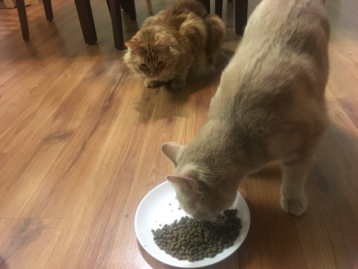 The nightly ritual: After finishing his food, Lafayette waits impatiently to clean up Roshambeaux’s scraps. #catsoftwitter