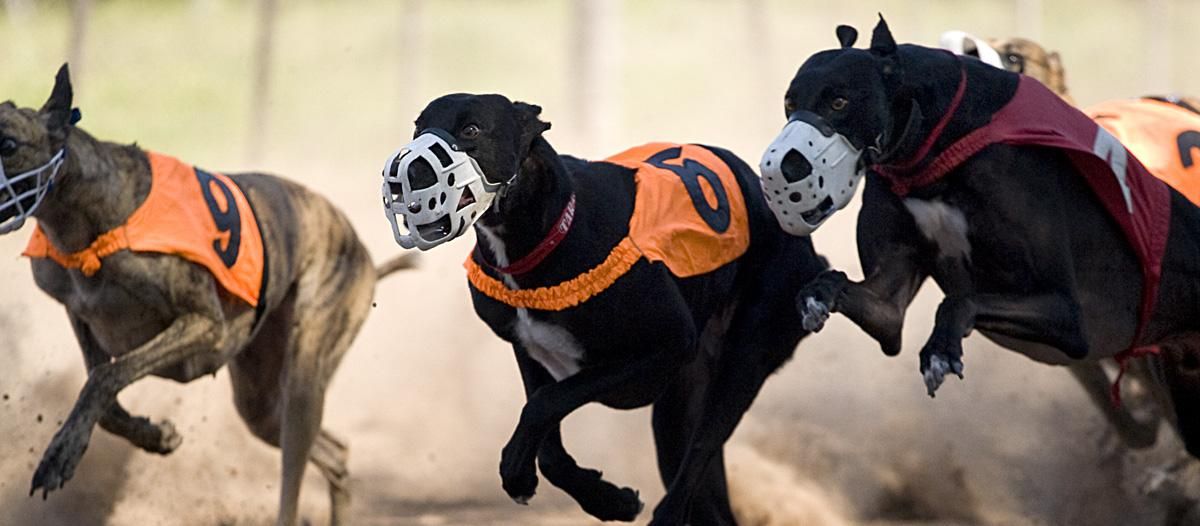 #Noticias Paysandú: Prohibieron las carreras de galgos buff.ly/2nuJQAK