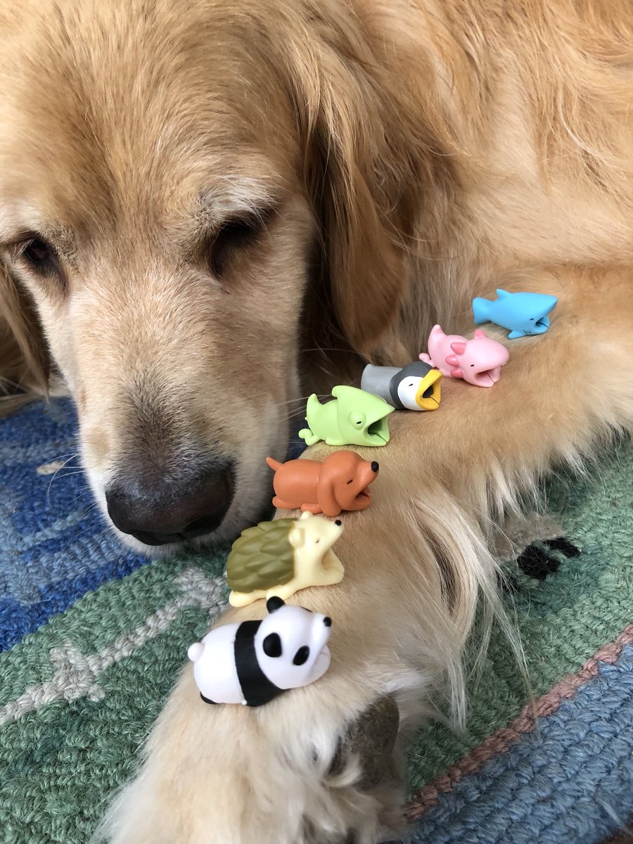 hi fren. 🐶 tweet media