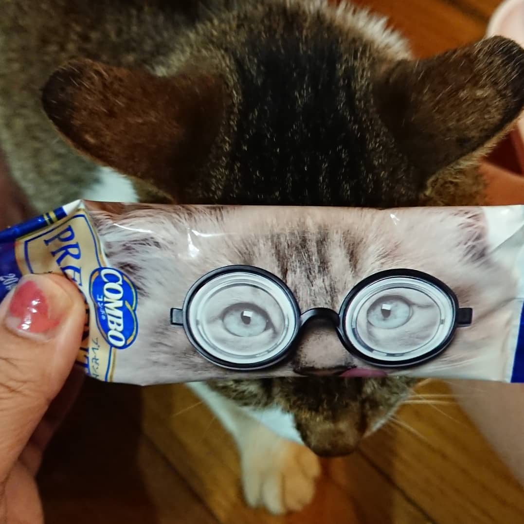 gaopiano323's tweet photo. キャットフードの袋で遊べる!
#猫
#ねこ
#cat
#面白い
#面白ねこ
#combo
#combopresent https://t.co/ZvEmyZR1C9