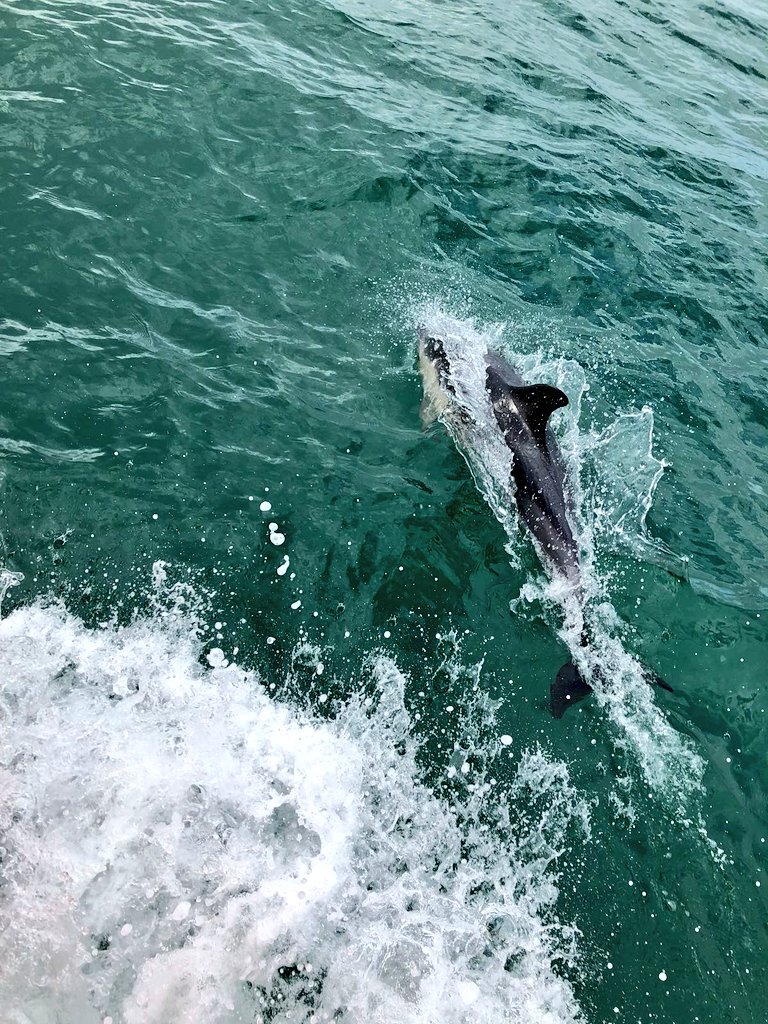 What a stunner of a day! Perfect weather to head to #Teignmouth... Don't forgot you can now go by boat from #Brixham (10:30am), #Paignton (11am) and #Torquay (11:30am) - and it's fantastic. Hope to see #Dolphins again en route! See weferry.co.uk for more info.