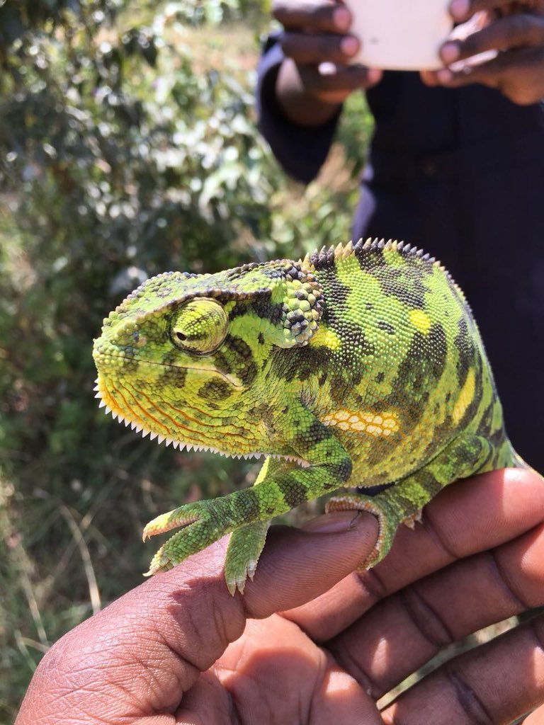 goplacesdigital's tweet photo. #DidYouKnow that a flap neck chameleon can shoot its tongue out as far as the length of its own body, & does this at a speed of around 3/100 of a second? @Spiritofthemara @SAROVAHOTELSKEN #GoSpiritOfMasaiMara #GoSarova #FunFacts #GameDriveExperience https://t.co/x37nzGTJel