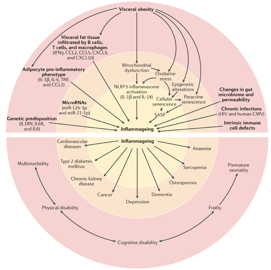Inflammageing: chronic inflammation in ageing, cardiovascular disease, and frailty. Nature Reviews Cardiology (2018). Luigi Ferrucci &amp; Elisa Fabbri  rdcu.be/4rUj