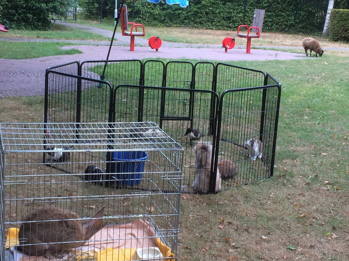 Topaz_zorg's tweet photo. Knuffelen met dieren vinden veel bewoners van #verpleeghuizen heerlijk. Bij Topaz laten we de dieren gewoon naar de bewoners toekomen. Wel zo makkelijk! Dieren van de mobiele kinderboederij Swiffershoeve kwamen op bezoek in de tuin van ons verpleeg- en behandelcentrum #Overrhyn. https://t.co/zv3SDkMsUm