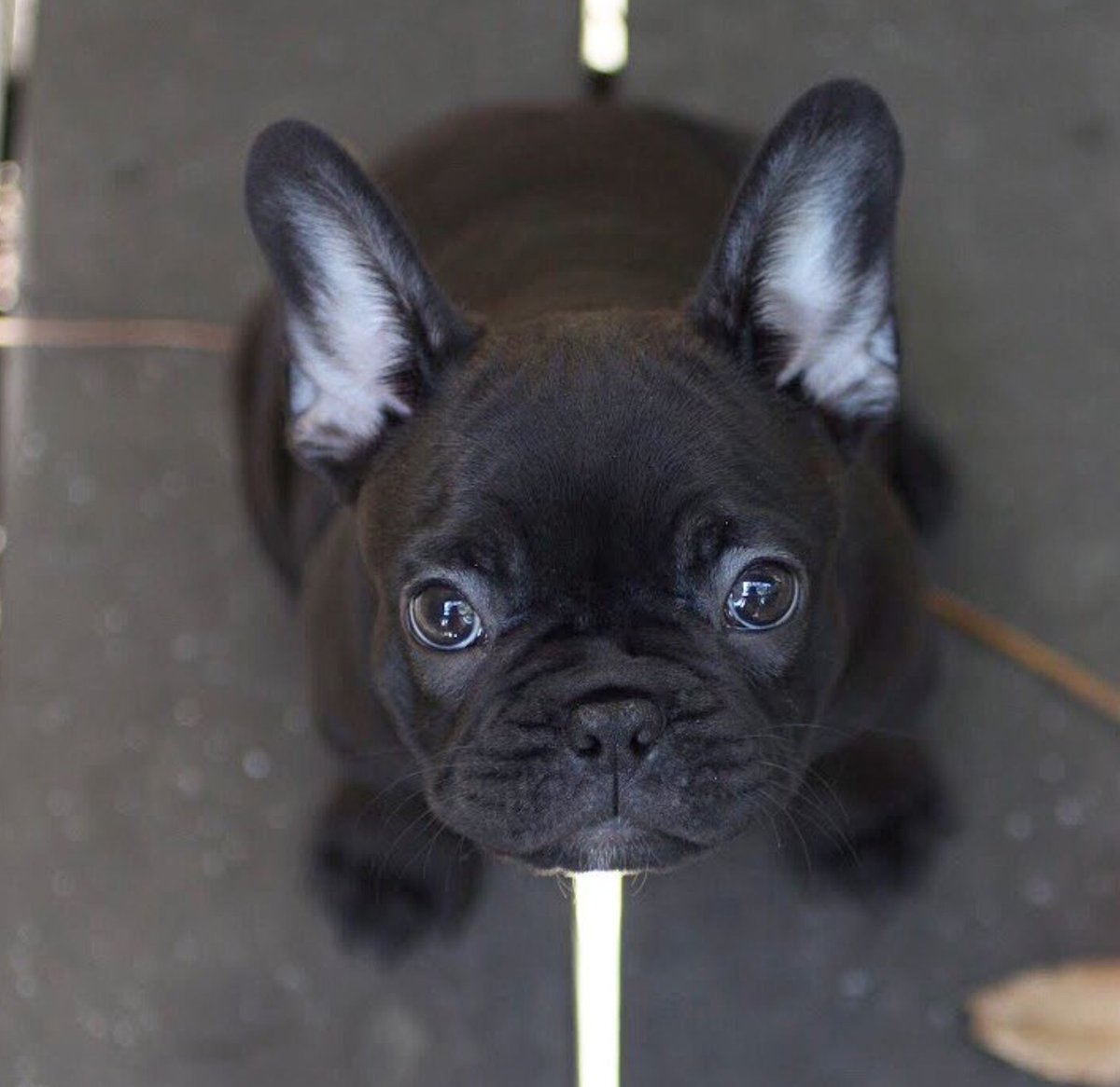 BreedmeApp's tweet photo. Déjame ser tu oveja negra.

Let me be your black sheep.
·
#breedmeapp #frenchie #frenchbulldog #buldogfrances #blacksheep #mondayslike #iloveyou #amorperruno #doglover #dogoftheday #dogs #pet #pets #mascota #mascotas #perro #perros #doggy #doglovers #dogslife #ilovemydog https://t.co/labXwPu51N