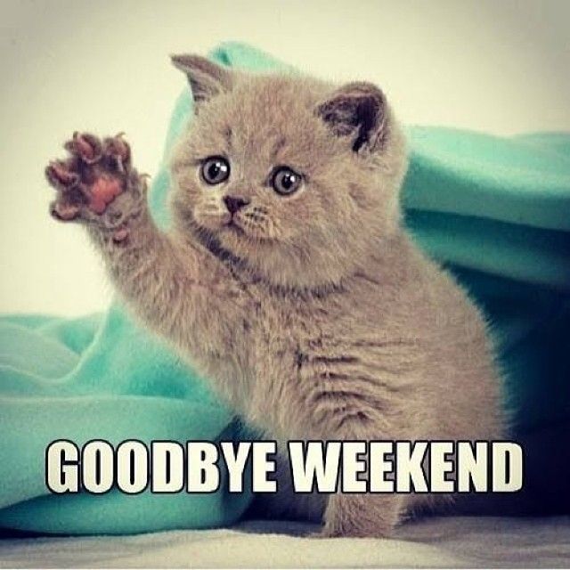TajMahalBirm's tweet image. Where did the weekend go 😭😭

#MondayAgain
#GoodbyeWeekend

@FulltotheBrum 
@Pussia_Galore 
@ChrisKelly1977