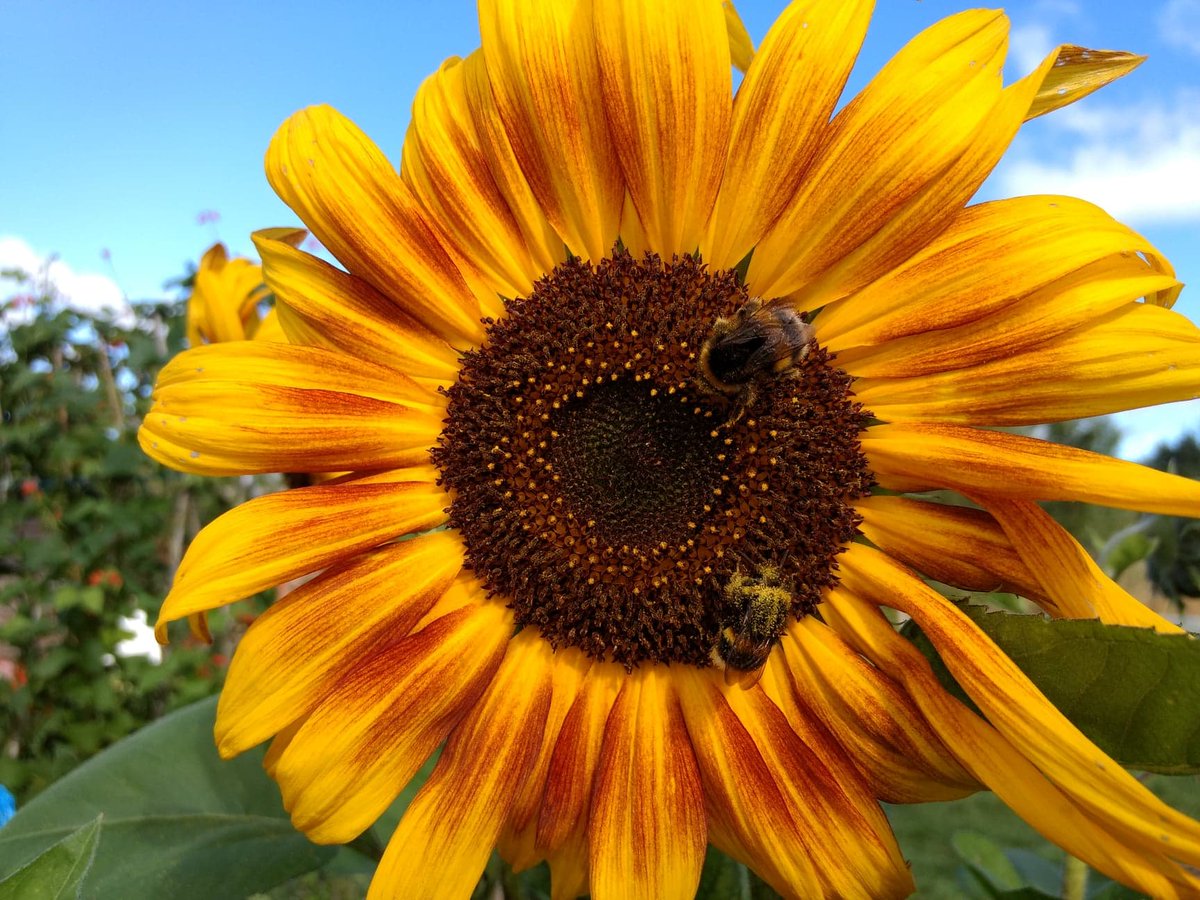 SchoolFarmCSA's tweet image. Happy #bees feasting on our #Sunflowers after a much needed weekend of  rain. Even though we don't use sunflowers directly in our boxes they  still give us a very important yield, attracting insects to the field which helps pollinate our crops.

#Bumblebee #pollinators #Organic