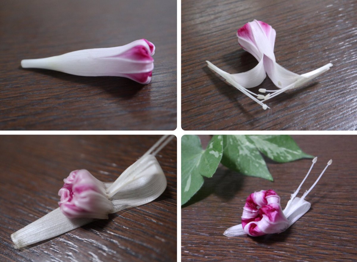 Inori アサガオのしぼんだ花でカタツムリをつくりました アサガオ はしぼんでも可愛いな と いつもの指輪をつくったのですが 何かもっとつくりたくなって考えました 可愛い雄しべも活かすことができて嬉しいです