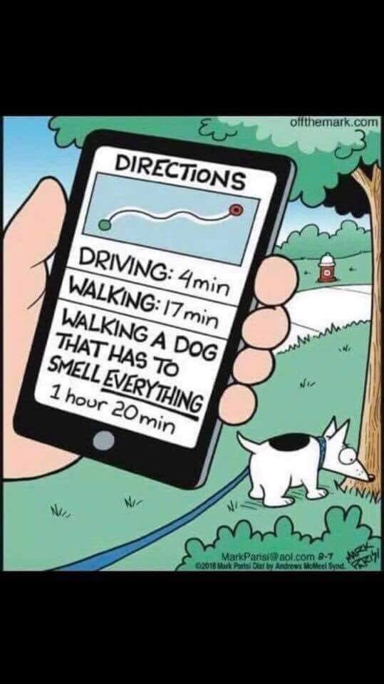 mrs_reay's tweet photo. My daily routine, and so true, especially my boy...๐
#justwalkingthedog #boydogs #MondayMorning https://t.co/1Hoy9TIJhy