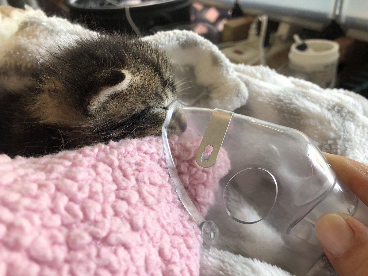Venice311's tweet photo. Today the amazing folks from @the_karmaapp  came &amp; helped us bathe, dry &amp; fluff some kittens while @jmr4154 gave two of our new babies who are having trouble breathing a nebulizer treatment (with great success) THANK YOU! 
#GoodKarmaGoodVibes #KindnessIsTheNewCurrency https://t.co/pQ6tS05Z0F