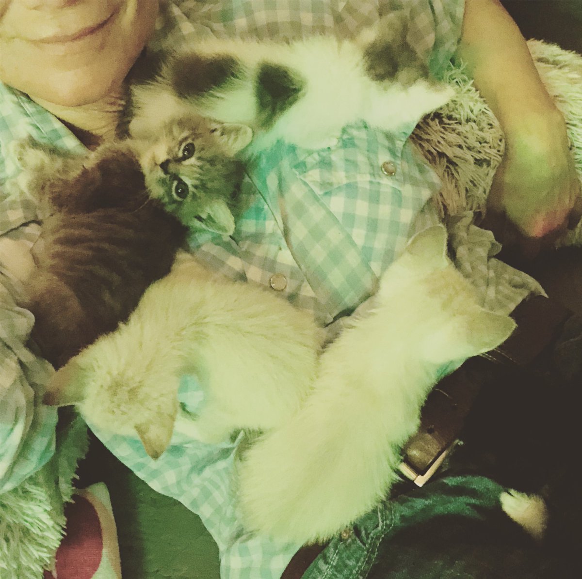 Venice311's tweet photo. Today the amazing folks from @the_karmaapp  came &amp; helped us bathe, dry &amp; fluff some kittens while @jmr4154 gave two of our new babies who are having trouble breathing a nebulizer treatment (with great success) THANK YOU! 
#GoodKarmaGoodVibes #KindnessIsTheNewCurrency https://t.co/pQ6tS05Z0F