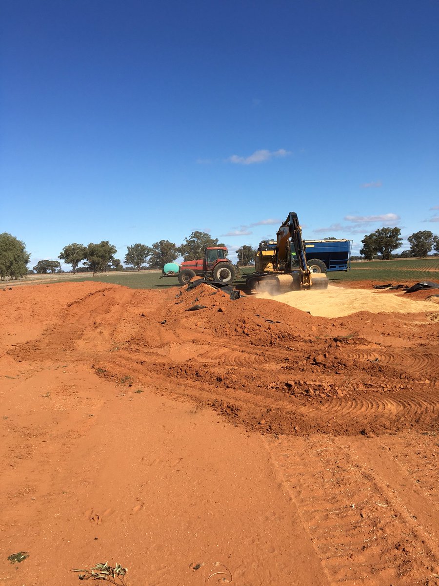 Unloading another pit of Oats today. Has been stored underground for nearly 2 years when grain was abundant, planned for times like these. Sheep won’t go hungry yet! Oat crop in the background planted March 18.