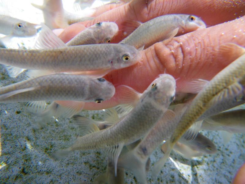 桂浜水族館 公式 ドクターフィッシュのガラちゃん みんなぁの手についちゅう飯食うてお腹いっぱい 今日はもうお休みします 満腹御礼 ありがとう 桂浜水族館 ドクターフィッシュおしましい T Co Ltruazjuur Twitter