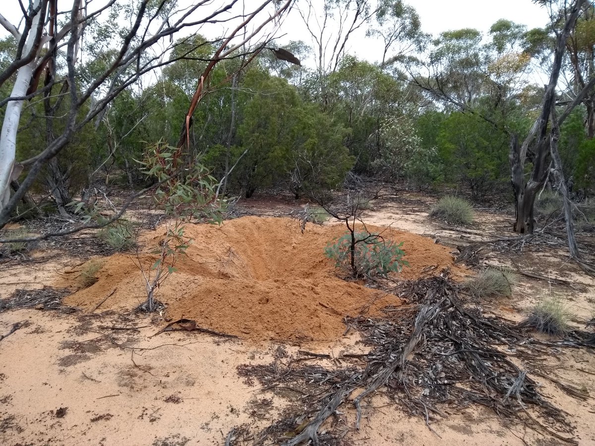 Someone's been busy- new #malleefowl mound