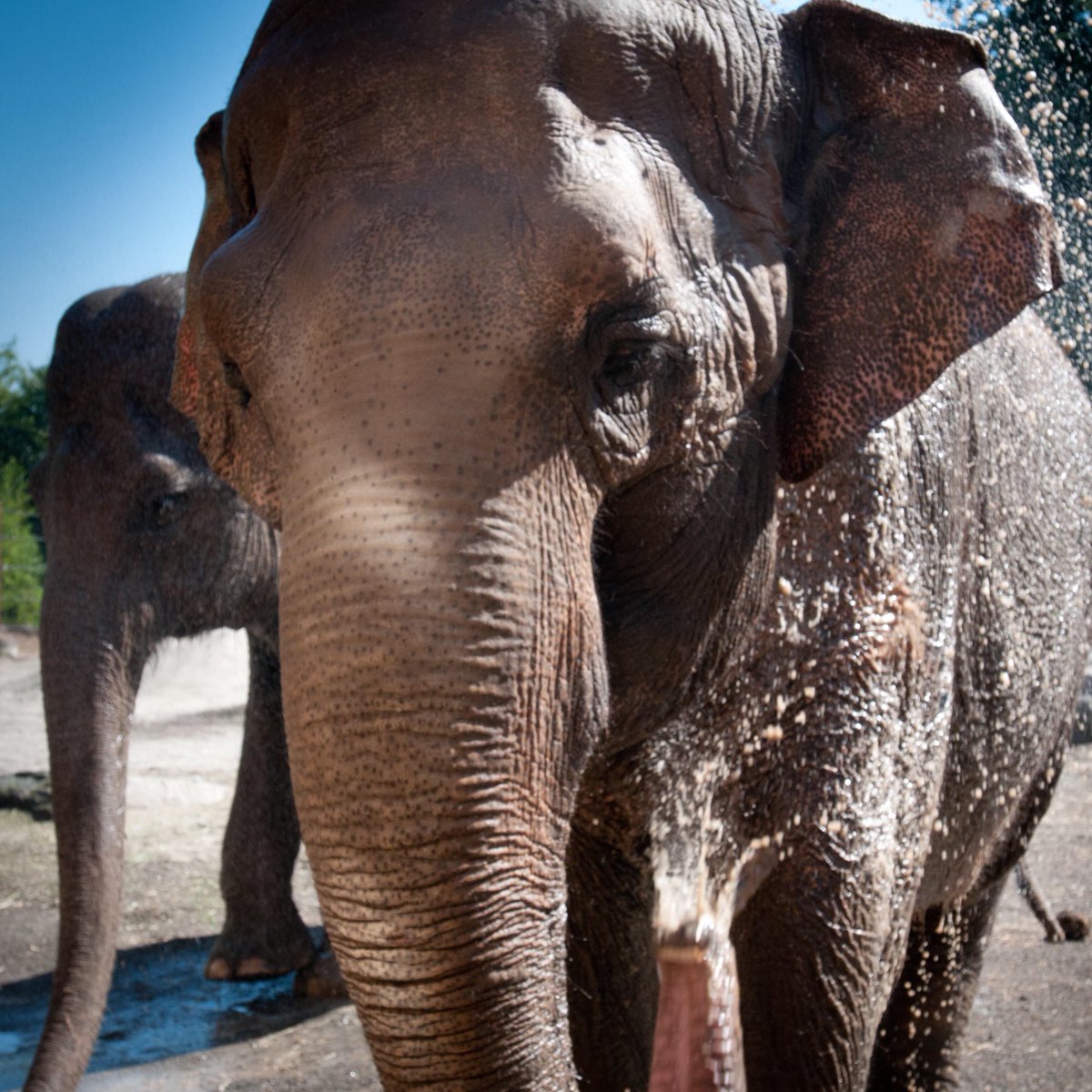 Point Defiance Zoo Aquarium Happy Worldelephantday Meet Our Two Female Elephants Suki And Hanako During A Daily Elephant Keeper Chat At 1 Pm Learn More At T Co Csa56beetp T Co Crwcuzprvu