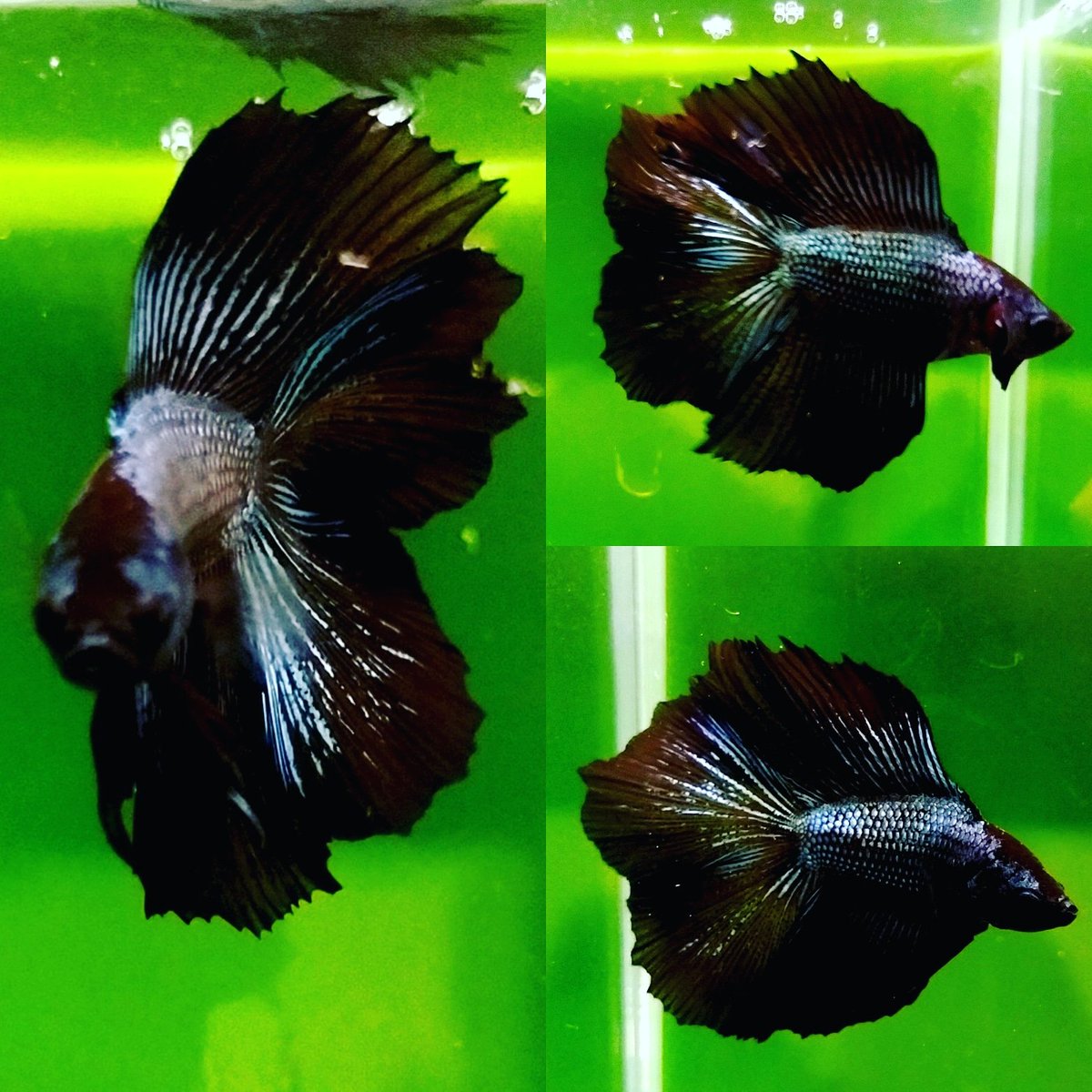 闘魚ベタ専門店aqudio アクディオ Ar Twitter ショーベタ フルムーン ブラックオーキッド アクディオ 営業中 闘魚 専門店