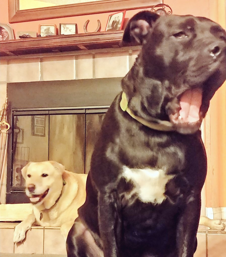 BrothersBrody's tweet photo. @THEMoxieJane @dylanbrody AHEM! https://t.co/fITx5p0YXU