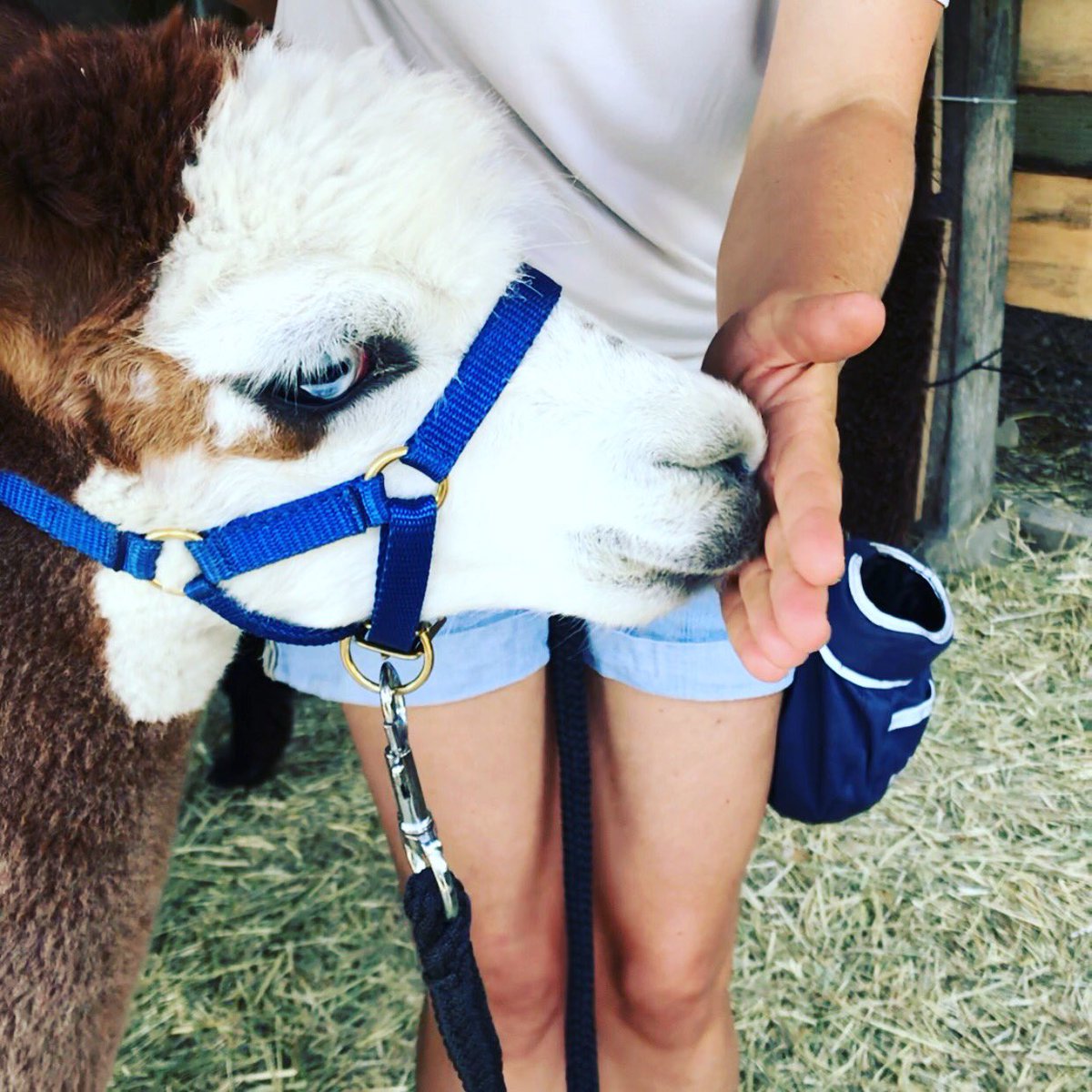 I just love working with Alpakas - this beautiful guy was such an amazing quick study learning a hand target too!Such a simple tool and yet such far reaching husbandry effects. #alpakas rock!