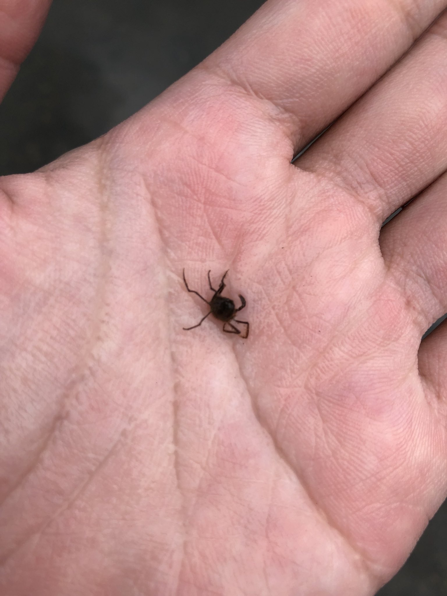 とりふぁ 蜘蛛みたいなカニがおった T Co Hcqpbvwe7x Twitter