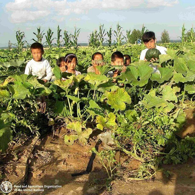 FAO's tweet photo. Adequate #nutrition and education are key to the development of children and their future livelihoods.
School gardens can be a great way to teach children about healthy eating! #ZeroHunger https://t.co/OdojvAdwaJ