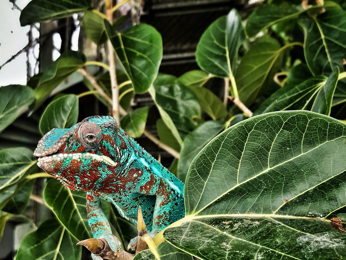 3azzanB's tweet image. We all “chameleon” sometimes, wouldn’t you agree?

#TheGreenPlanet #CityWalk

#HashtagAbuse #وش_بتسمي_عيالك #متى_ناوي_تعقل #صباح_الخير #عيد_الاضحى #Dubai