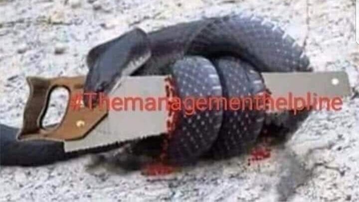 Yılan testerenin üzerinden geçerken yara alır ve savunmaya geçer testereyi sıkıca sarar ve ısırır.Sonuçta kendisi vahşice ölür.

Ülkemize saldıranların sonu da böyle olacak insallah.
Bize düşen görev
Testere dişleri gibi dik,kararlı ve beraber olmak
Merkez Bankası'ndan
#pazartesi