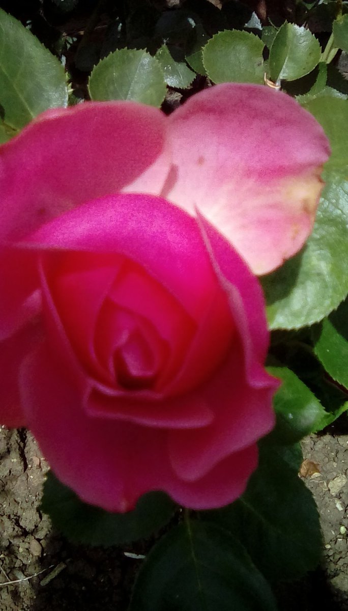 book Chlorophyll Biosynthesis and Technological Applications