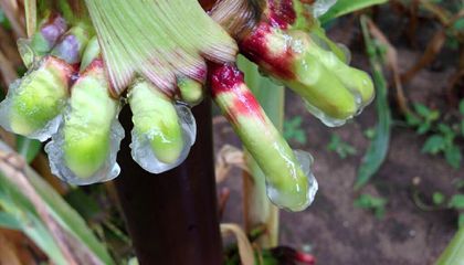 Celà pourrait être une veritable révolution pour le #Maïs !
Des scientifiques découvrent une variété capable de produire son #Engrais grace à un mucus sur ses racines aériennes qui nourrit des bacteries qui fixent l'azote de l'air...
#AgricultureduFutur
smithsonianmag.com/science-nature…