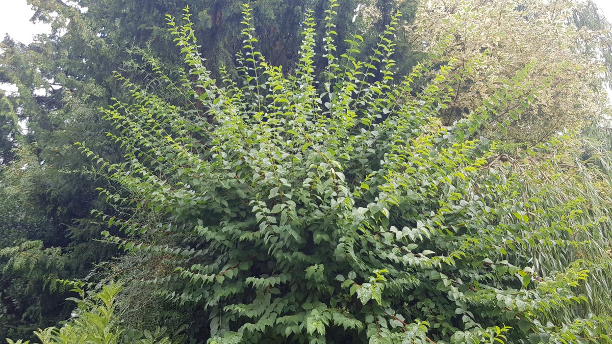 WFGA_'s tweet photo. Now that it's cooler, prune to shape shrubs that have flowered on old wood such as this Philadelphus for a good display next year. Try and take out up to a third of oldest wood too #topicaltips https://t.co/bk7KpBubrm