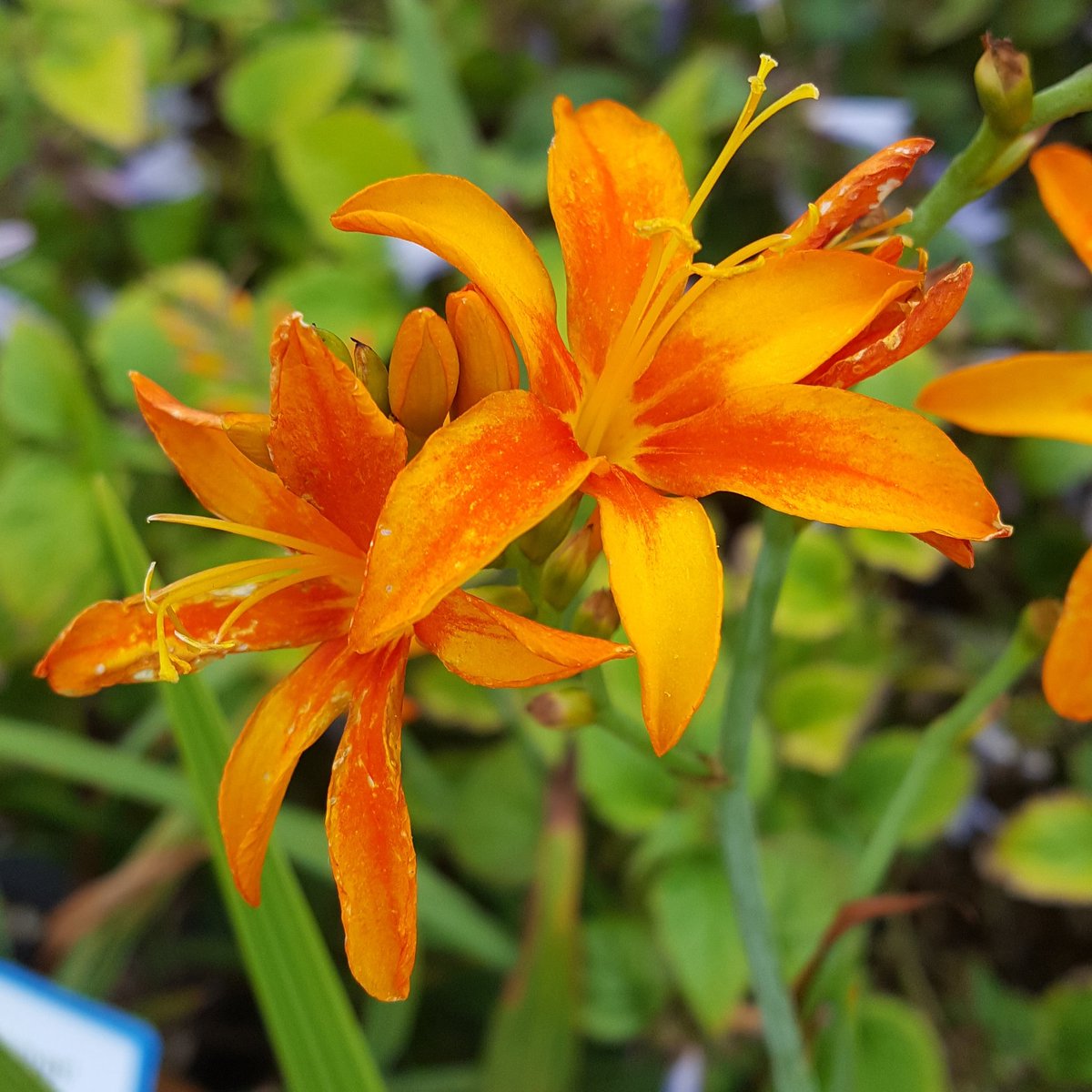 PlantPref's tweet photo. Crocosmia 'Malahide'/'Comet' the true name seems to be lost in the mists of time....
#crocosmia #crocosmiamalahide #crocosmiacomet #montbretia #orangeflowers #summerbulbs #africanbulbs #nameconfusion https://t.co/8YguoaHB33