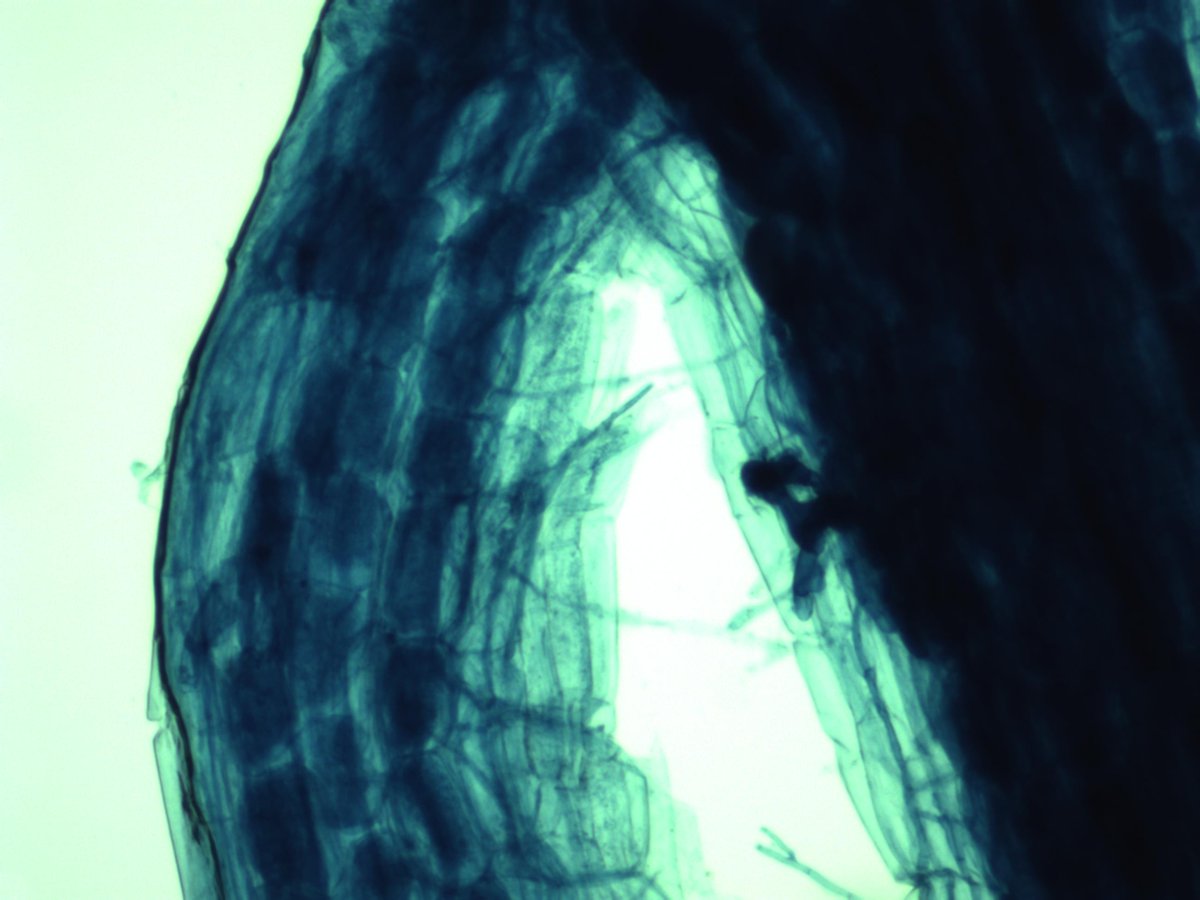 MaxymReva's tweet photo. #Micorriza #arbuscular en un raíz de #melón tratado con #MYCOGEL (400, 100, 40X) - alta colonización por #arbúsculos. #WeDoBio
Arbuscular #mycorrhiza in a #melon #root treated with MYCOGEL (400, 100, 40X) - high colonization by #arbuscules. #RockYourCrops @KimitecGroup https://t.co/vGPhGNy6Lp