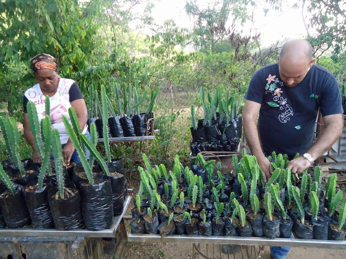 planta_cuba's tweet photo. En la #Reserva_Natural “El Retiro” de #SantiagoDeCuba (junto a #BIOECO) se propaga el #AguacateCimarón, #CactusCubano amenazado de extinción. Hoy contamos con más de 200 plántulas y juveniles de Dendrocereus nudiflorus. #ElRetiro #SomosPlanta #Conservacion #flora https://t.co/vN4wliNNwP