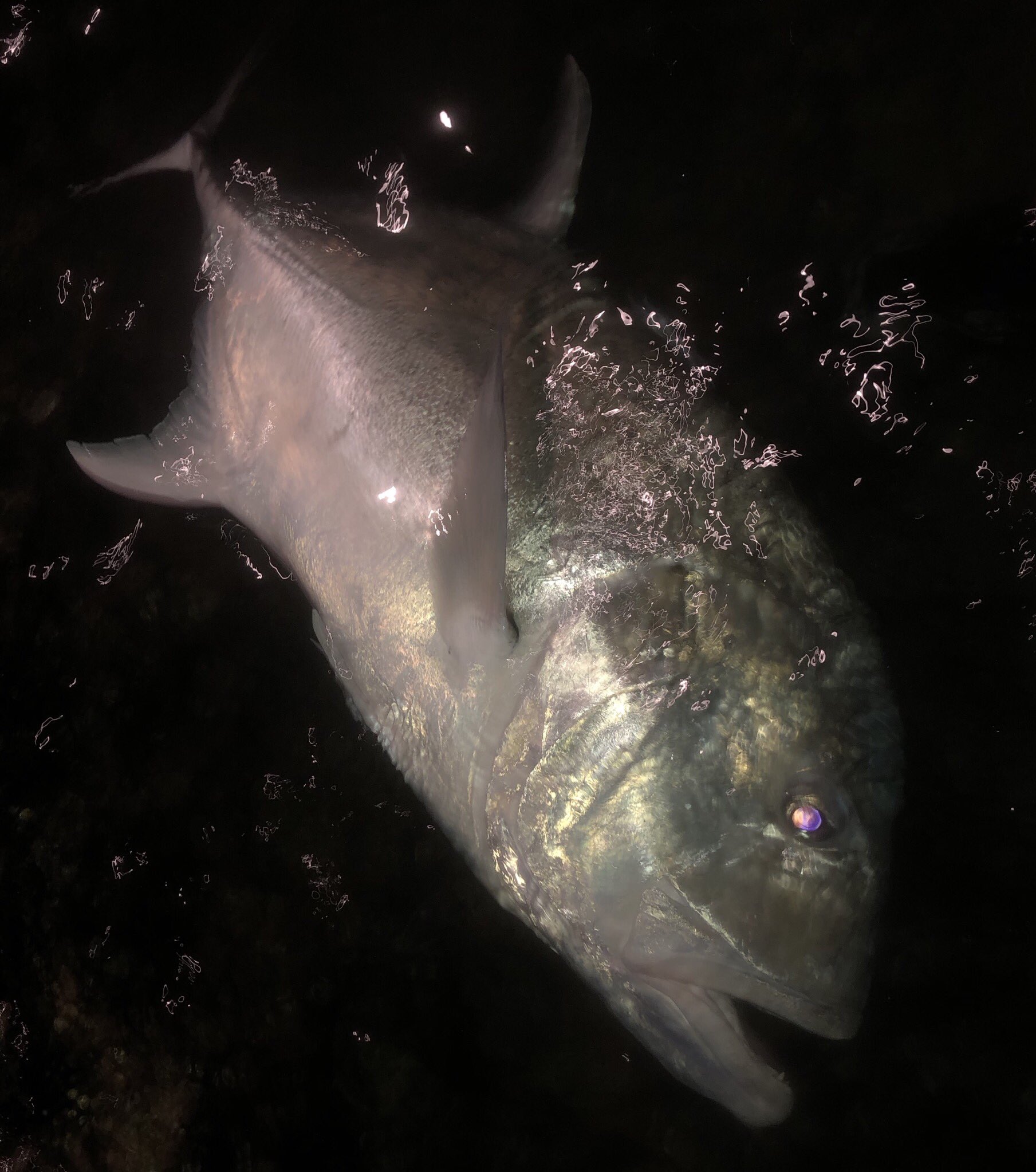 宮城 梓 やっと撮影内でショアgt収める事ができました 自分でポイント見つけてマッチする餌も見つけて時合いを探して ポイントの癖も乗り越えての1匹 1匹釣るまでにだいぶ時間かかってしまったけど 素直に嬉しいです ありがとう 次はルアーで 宮城 梓 やっと撮影内でショアgt収める事ができました 自分でポイント見つけてマッチする餌も見つけて時合いを探して ポイントの癖も乗り越えての1匹 1匹釣るまでにだいぶ時間かかってしまったけど 素直に嬉しいです ありがとう 次はルアーで