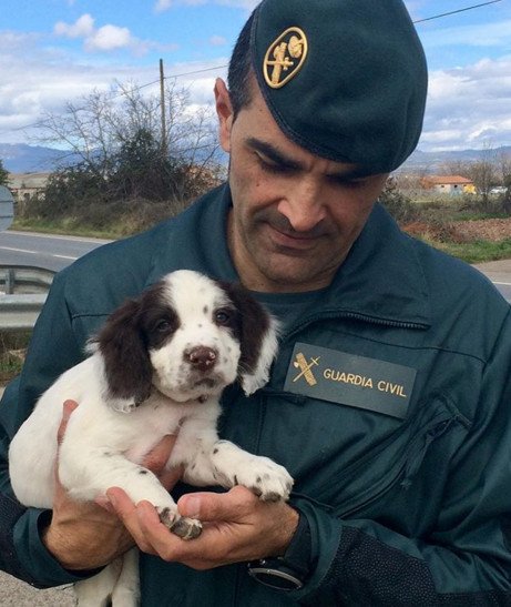 guardiacivil's tweet photo. César tiene una nueva compañera. Le han encomendado la responsabilidad de educar y entrenar a Coca. 

Con paciencia, cariño y mucho juego se convertirá en una avispada perra policía. Dentro de unos meses estará trabajando al servicio del ciudadano.

#ServicioCinológico #GC https://t.co/Yitxm0wd3Q