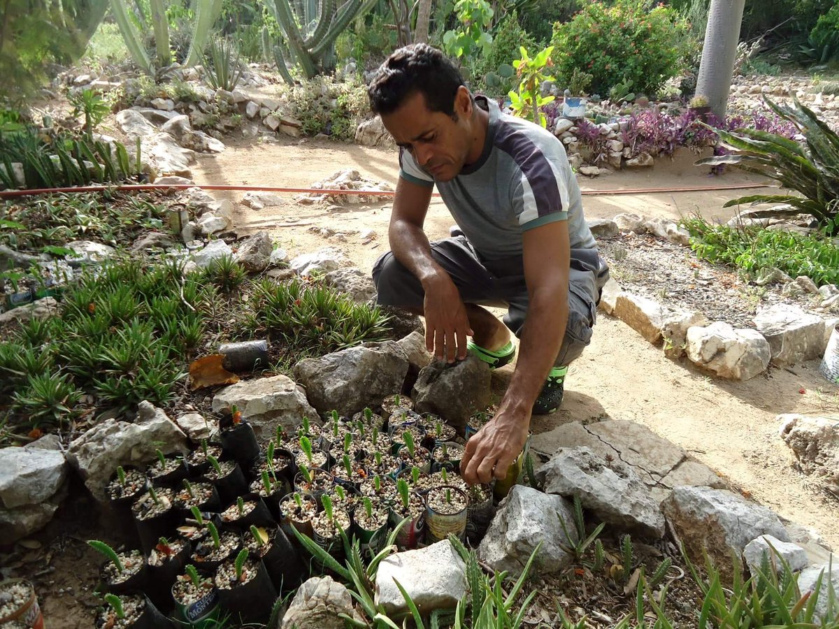 planta_cuba's tweet photo. Junto al #JardínDeCactus de #SantiagoDeCuba (#BIOECO) se propagan #CactusCubanos amenazados de extinción para su #reintroducción en la #naturaleza. El vivero cuenta con más de 600 plántulas del Leuenbergeria zinniiflora #Abrojo y Dendrocereus nudiflorus #AguacateCimarón. https://t.co/Xx9AkmZAQX
