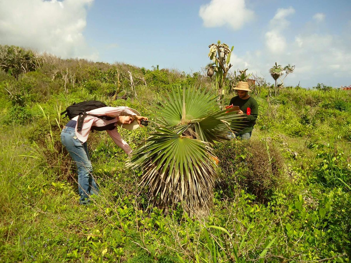 planta_cuba's tweet photo. #IniciativaPlanta continúa el estudio de la estructura poblacional de #Coccothrinax_borhidiana en Punta Guanos, #Matanzas. Esta palma conocida como #Guano es una de las 50 plantas más amenazadas de la #FloraCubana. #Conservación #Cuba #SomosPlanta #Palmas #palms https://t.co/9v67lSnsSR