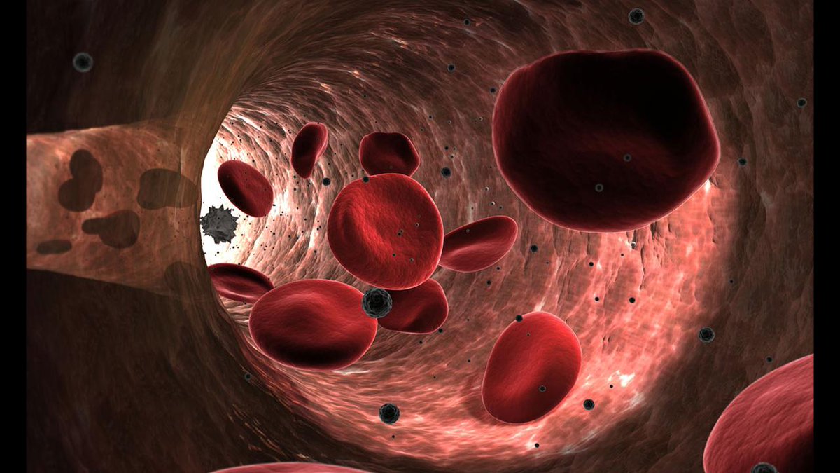 BrainTrainApp's tweet image. #DidYouKnow?
A red blood cell takes 20 seconds to circulate around the human body 💉