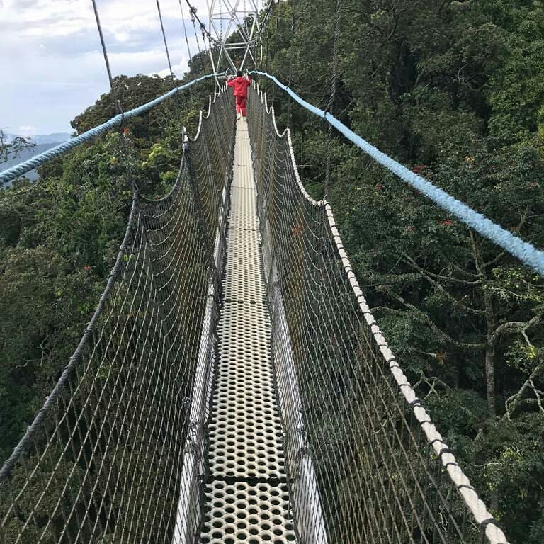 TuyisengeRebec2's tweet photo. This is not only the place for relaxation but also one of the place for adventure and insight into Rwandaβs single beauty. #nyungwe park. @visitrwanda_now #VisitRwanda #Kickoff250 #TemberuRwanda https://t.co/JwXDjoKnW2