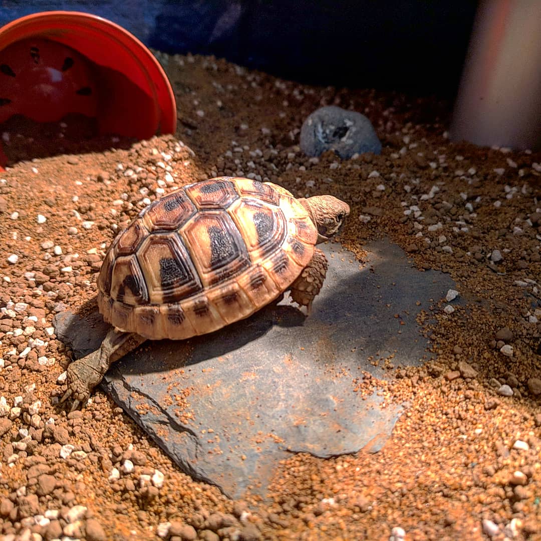 thornathetort's tweet photo. #legday #before #tortoise https://t.co/CpUivcLglf