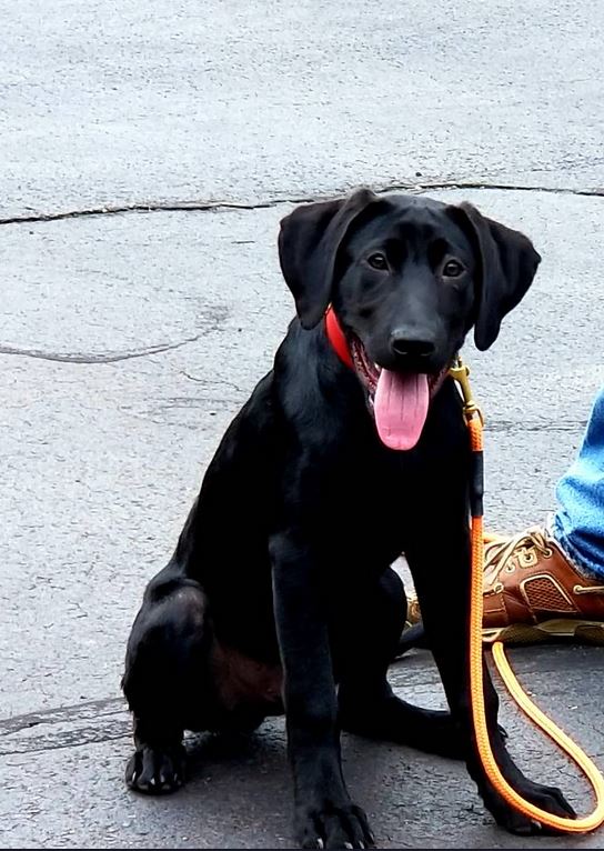 GoldretrieverUS's tweet photo. @hankmcneil Art in the truest sense of the word. Retriever Art
Watermarks Black Gold-- child of the "Lord of the Bloodlines" sends his regards. One amazing puppy! #PikexKat #RetrieverNetwork #HillmannNetwork https://t.co/bIXWDefp7n