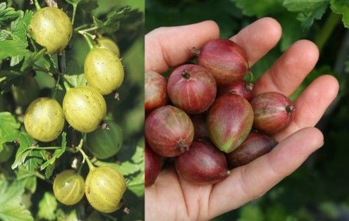 LuberaUK's tweet photo. Do you want double the #gooseberries & double the colour on #NationalAllotmentWeek? With our #Moreberry #gooseberries you can #grow yellow AND red thornless varieties in one pot!
Easycrisp 'Lady Sun' & Easycrisp 'Lady Late' are waiting for you now!
https://t.co/IO8sFnk8Tg https://t.co/2X8OzDVEDB