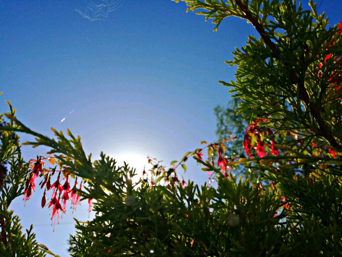 5weet_alpenfee's tweet photo. Endlich wieder Montag ...Guten Morgen ihr Lieben!
         Einen wunderschönen sonnigen start in den Montag gewünscht! 
 
     Neue Woche Neues Glück! 

                  🌴🍀💋☕🍀🌴 https://t.co/y3dkfYqDc2