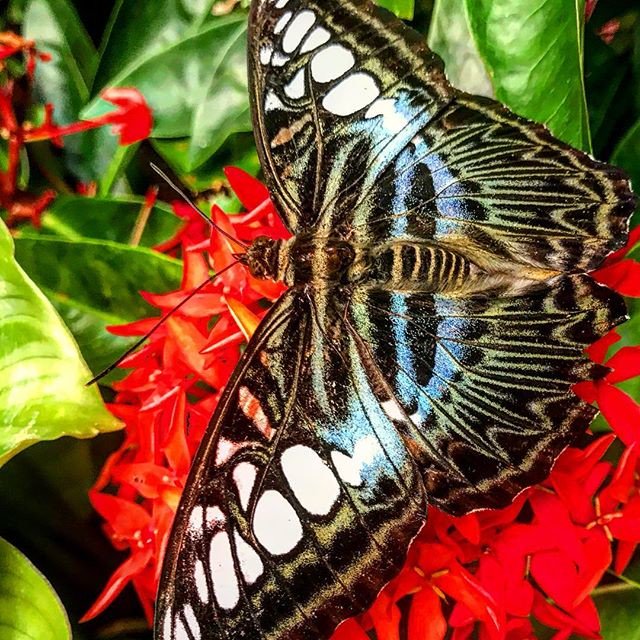 brian_ambale's tweet photo. Reposting @pastbritt: - via @Crowdfire 
🦋 BUTTERFLY IN SINGAPORE. BUTTERFLY 🦋 🦋🦋🦋🦋🦋🦋🦋🦋🦋🦋🦋🦋🦋🦋🦋🦋🦋🦋🦋🦋
#butterfly #insect#flowers #flower #flowerstagram #naturebuff #nature_good #naturelovers #nature_photo #nature_sultans #nature #naturephotography https://t.co/0ICLlELepr