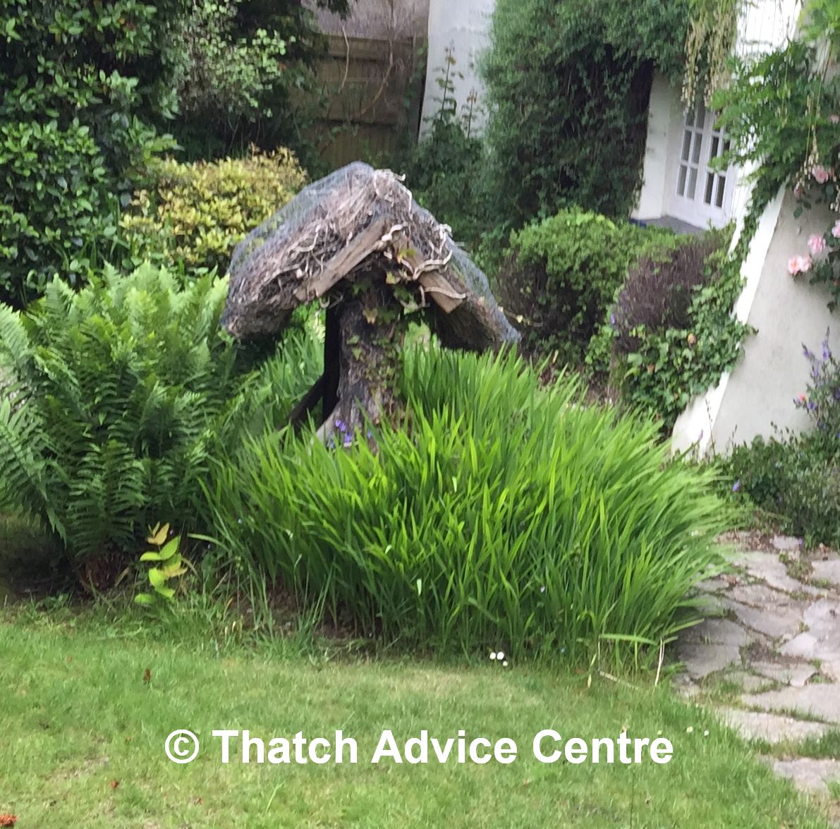 Thatch Advice Centre tweet media