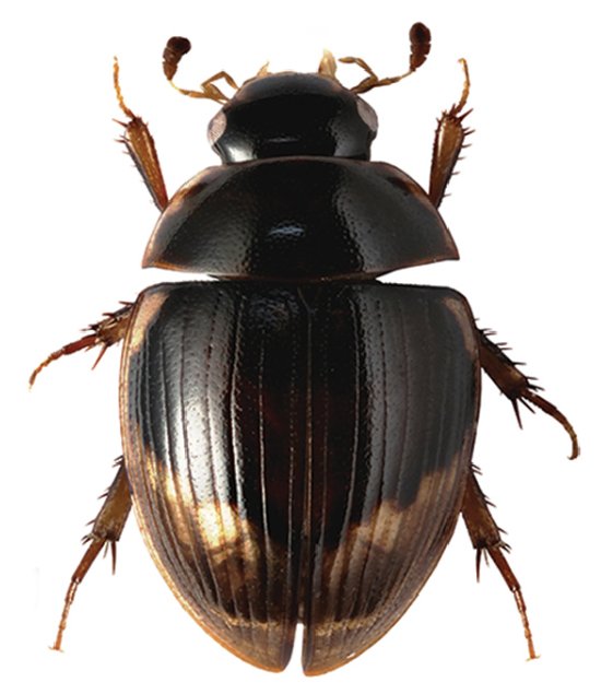 The fifth Blog Post on #BIG4Results in up! ▶️ Read the story of the Hydrophilidae evolution here:  big4-project.eu/news/11618_blo…