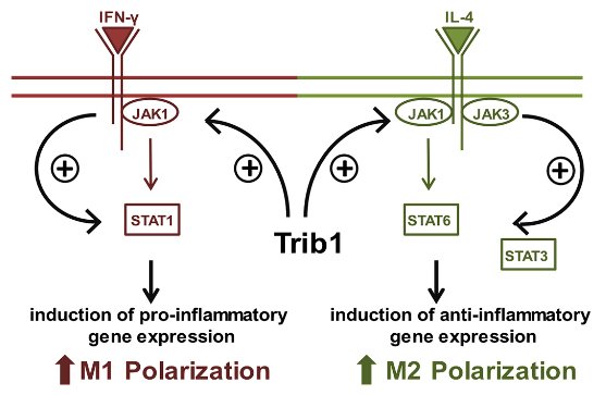 cate_goodman's tweet photo. I have just discovered, thanks to @jbiolchem 's #1 trending article, that the word for macrophage in German is "fresszellen", i.e., cells that eat (but as in an animal eating, not a human). Awesome. #tinyhungryanimals #pseudokinase #troublewithtribbles https://t.co/9zMJ14NfAo https://t.co/X434tUzJoN