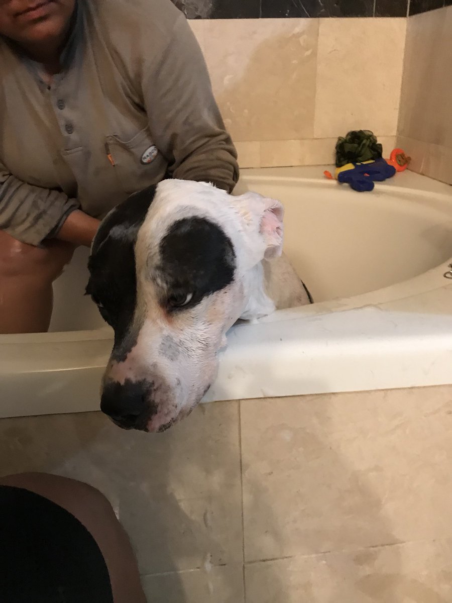 yaboiemil_'s tweet photo. I took my dog a bath and she was super mad at me until I gave her a big ass burger 😂 and yes she is a three legged dog https://t.co/BQLMkw5iFS