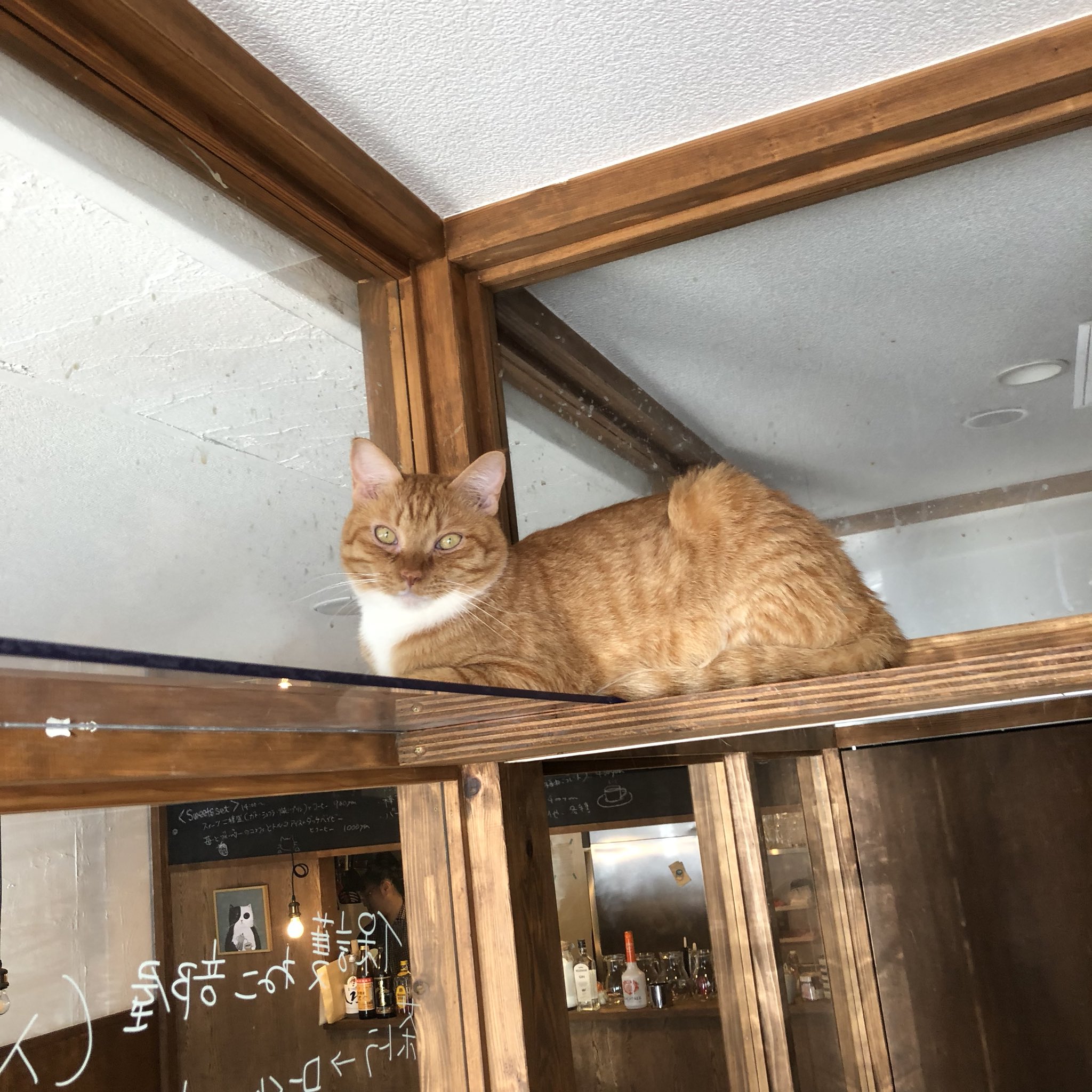 猫カフェ求人 Twitter Search Twitter